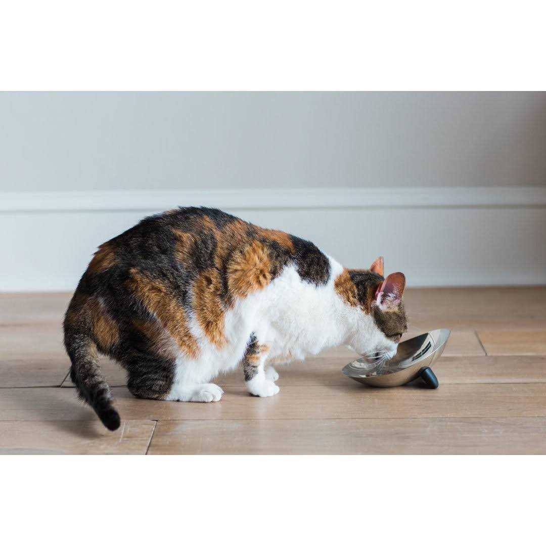 Stainless Steel Cat Bowl W1226