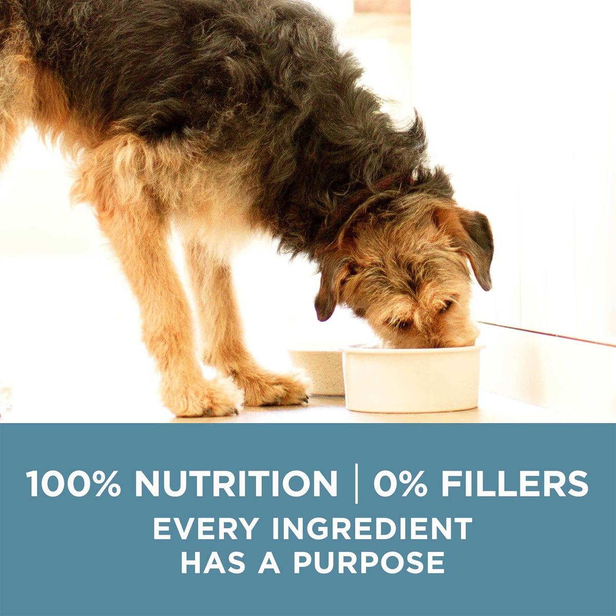 Dry Dog Food K69983