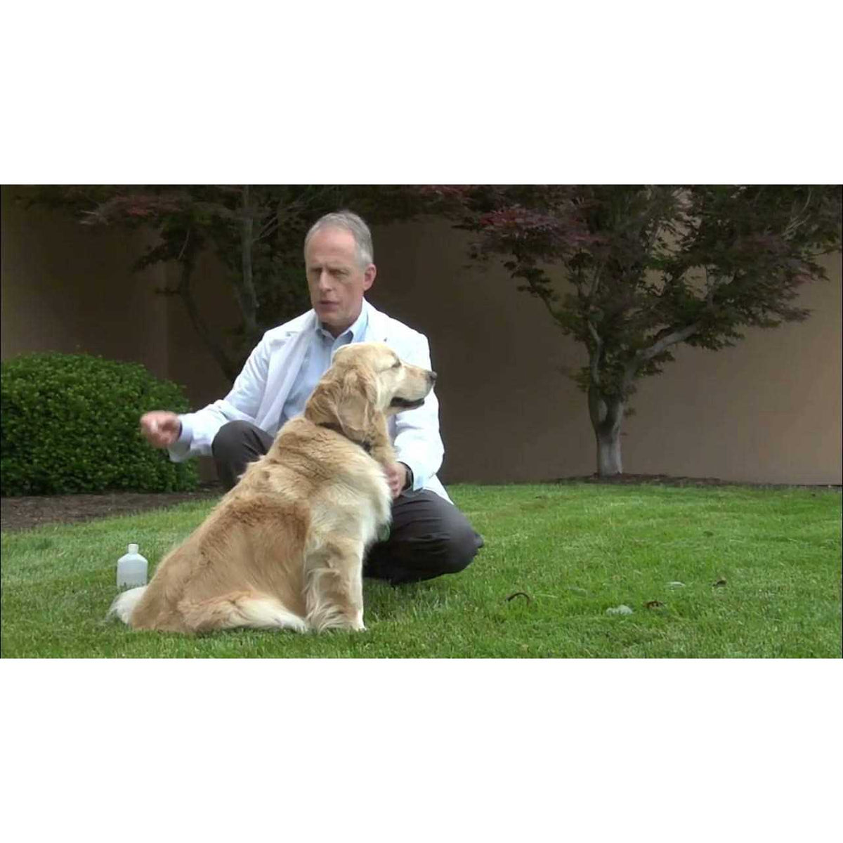 Canine Vaccine V553