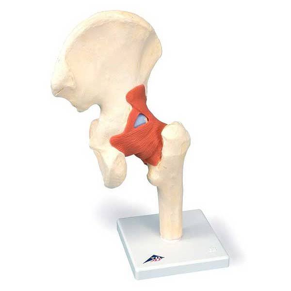 Hip Fully Functional Bone Joint Model J2291