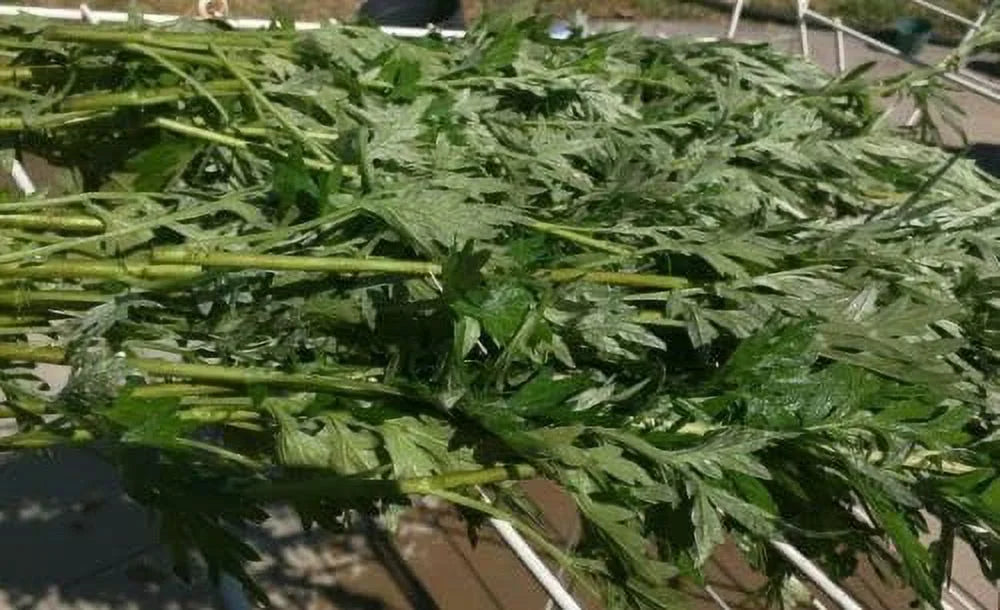 Dried Branches With Leaves Organic Mugwort Herb O338505