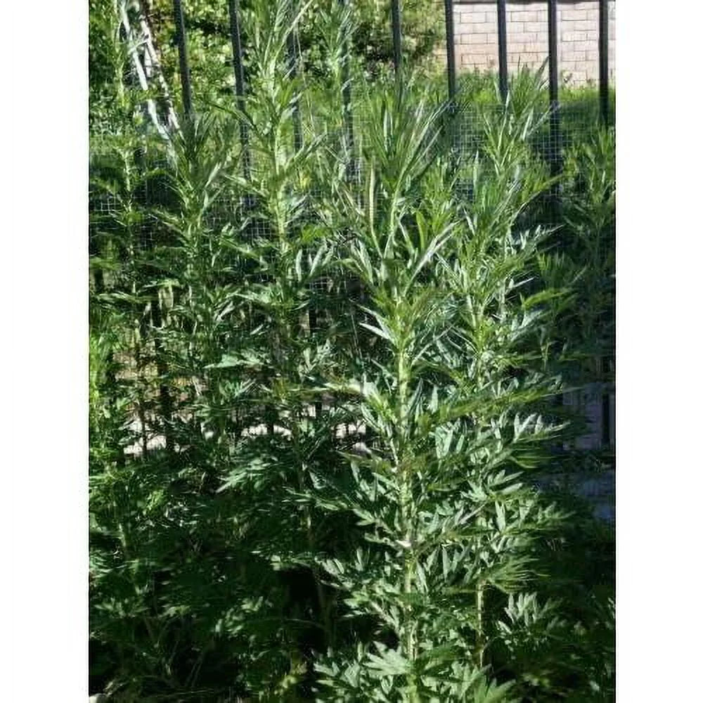 Dried Branches With Leaves Organic Mugwort Herb O338505
