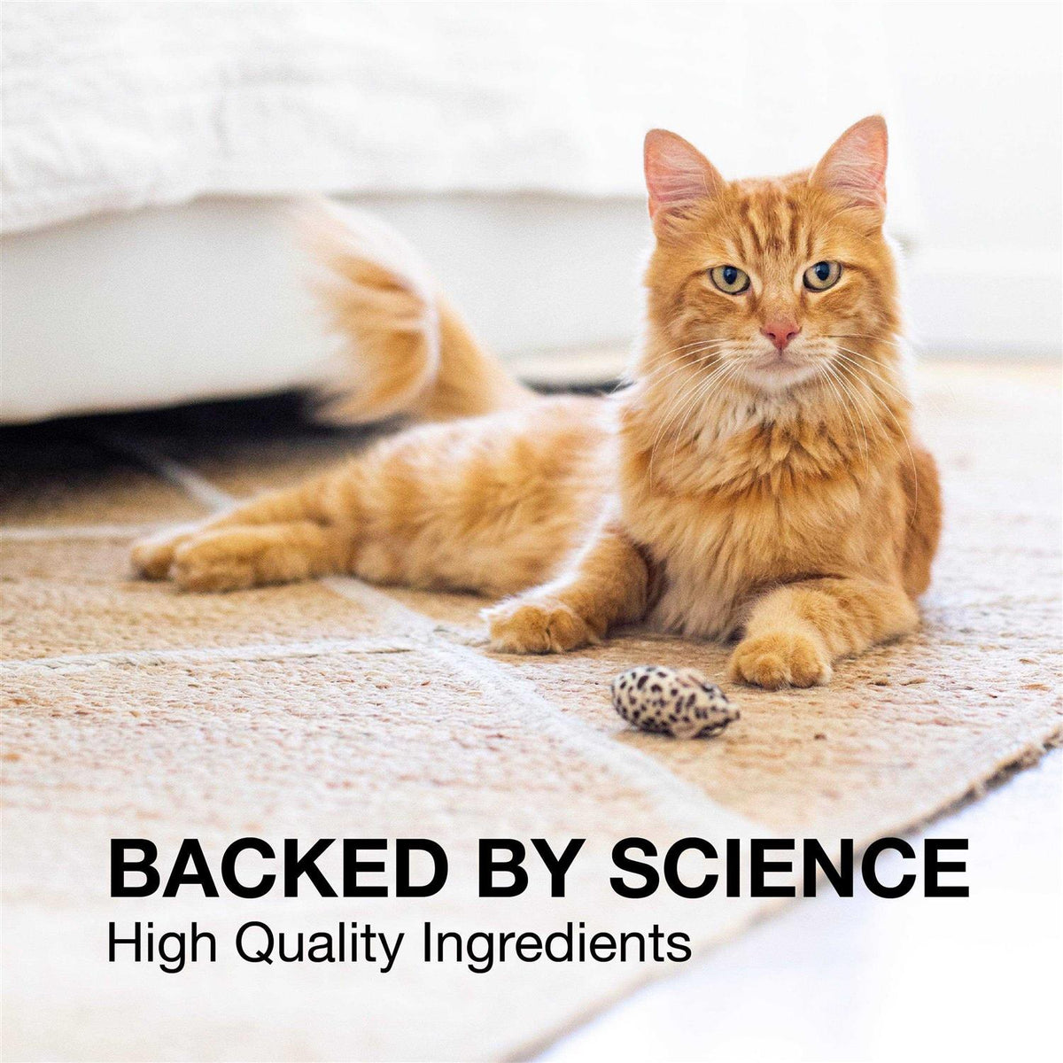 Liver and Brain Health Supplement for Small Dogs & Cats D8820