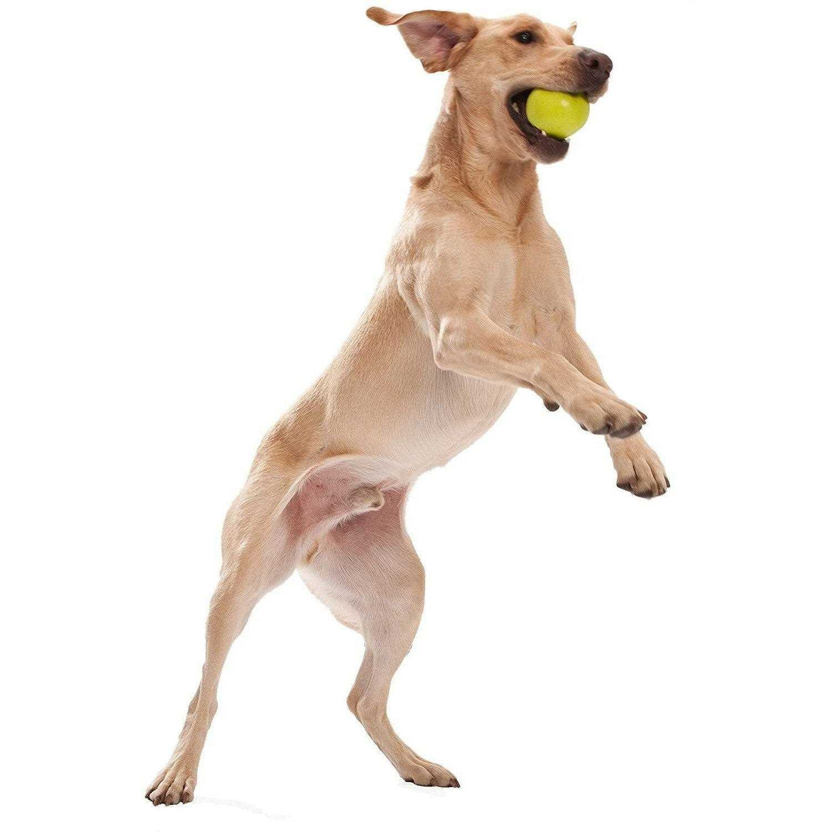Dog Toy L322
