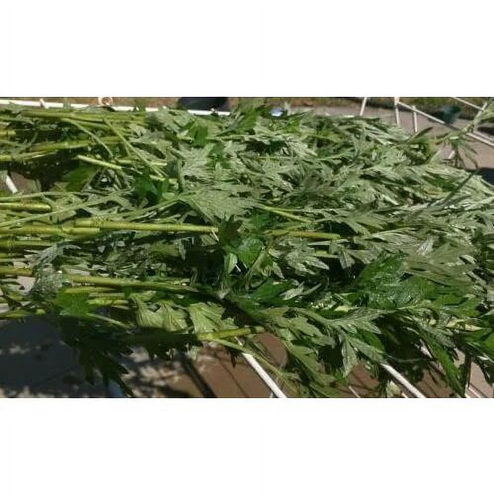 Dried Branches With Leaves Organic Mugwort Herb O338505