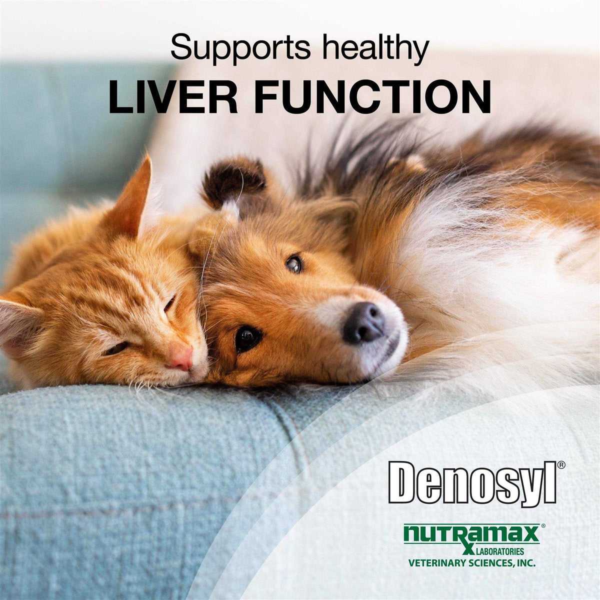 Liver and Brain Health Supplement for Small Dogs & Cats D8820