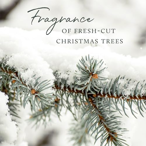 Frasier Fir Scented Candles (3-Wick, 17 oz) S630987