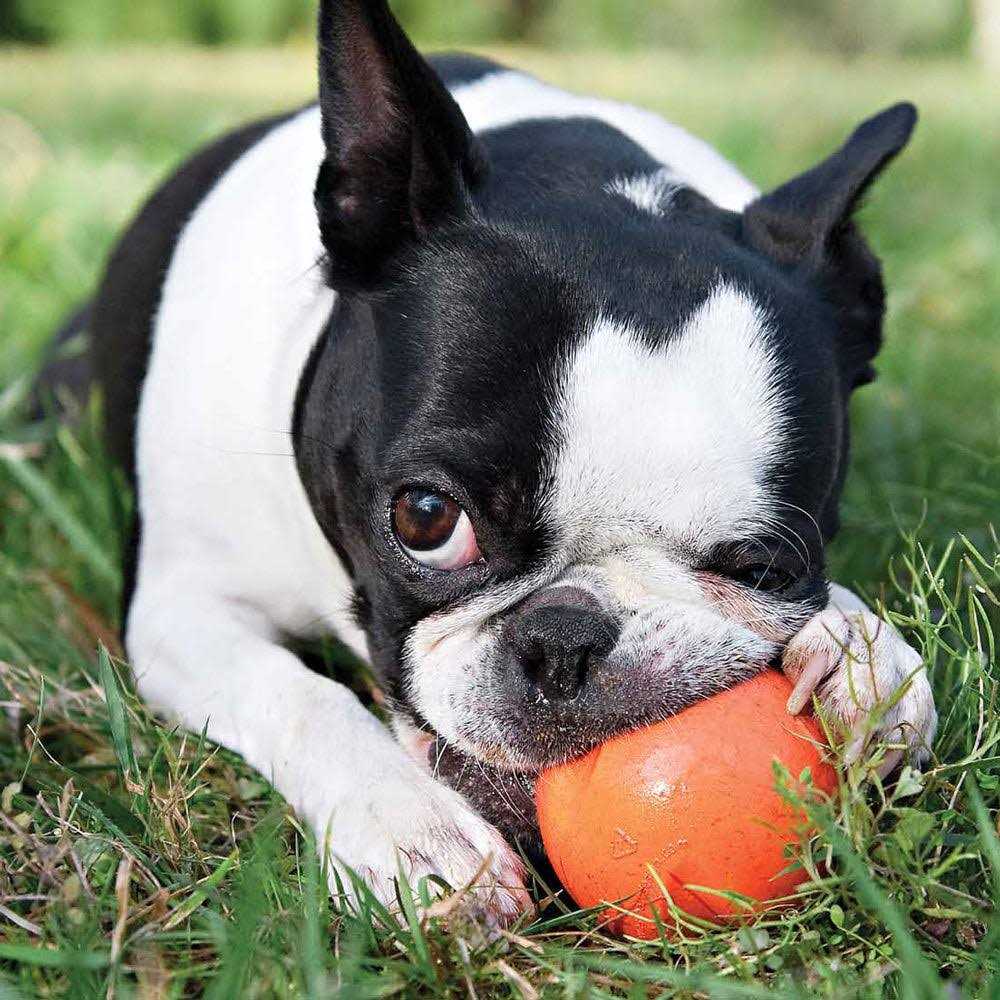 Dog Toy L322