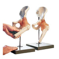 Hip Fully Functional Bone Joint Model J2291