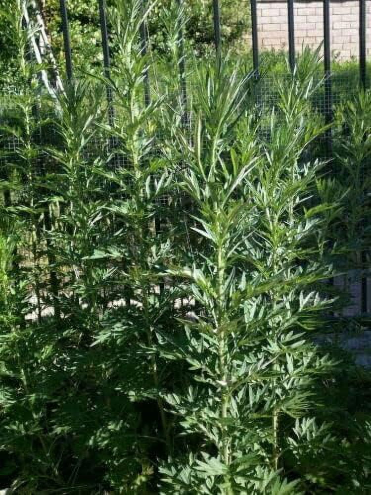 Dried Branches With Leaves Organic Mugwort Herb O338505