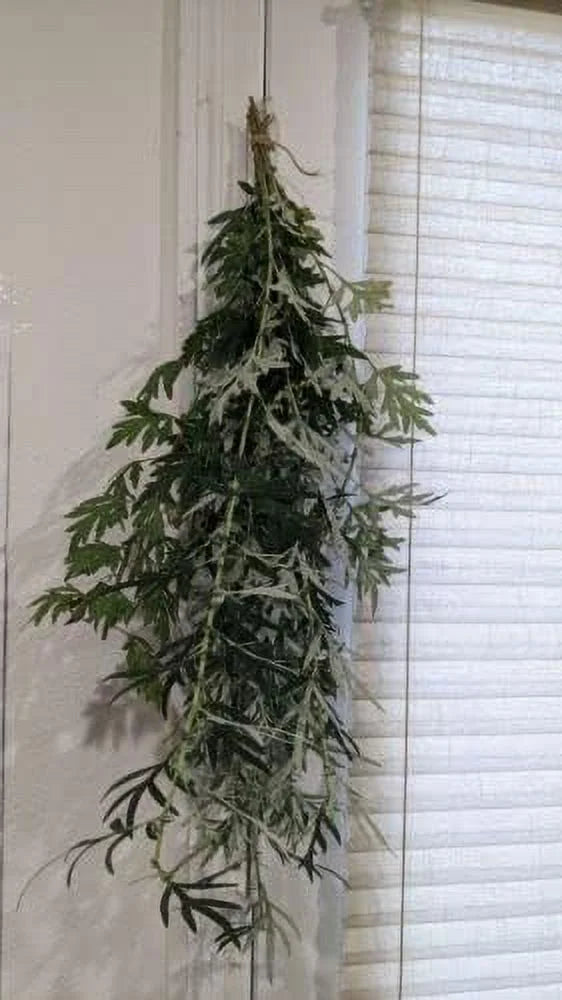 Dried Branches With Leaves Organic Mugwort Herb O338505