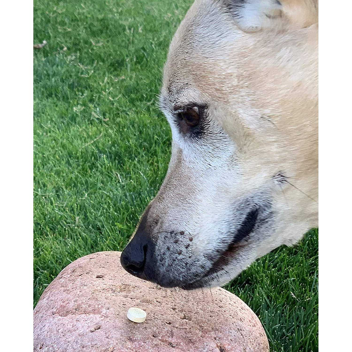 Brewers Yeast Chewable Tablets with Garlic R76043
