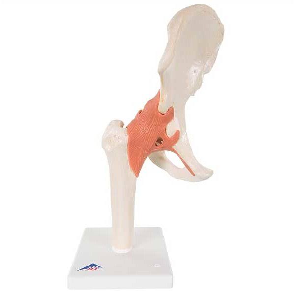 Hip Fully Functional Bone Joint Model J2291
